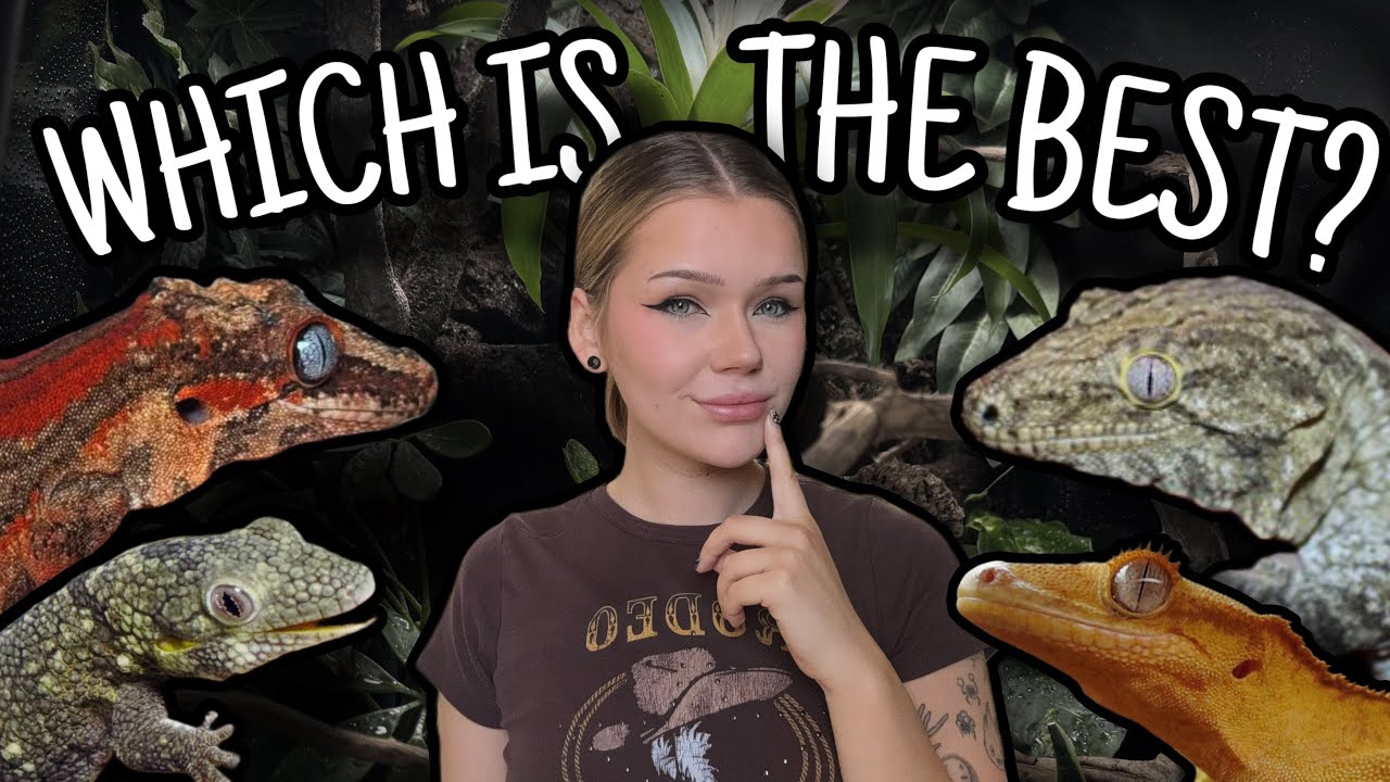 What Is The BEST Pet Gecko? | Cresties, Gargoyles, Leachies and more!