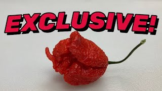 1st REVIEW ever of the Louisiana Creeper created by Troy Primo! Is this the NEW WORLD'S HOTTEST POD?