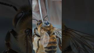 Secret Life of Bees: A Micro-Camera Adventure 🍯