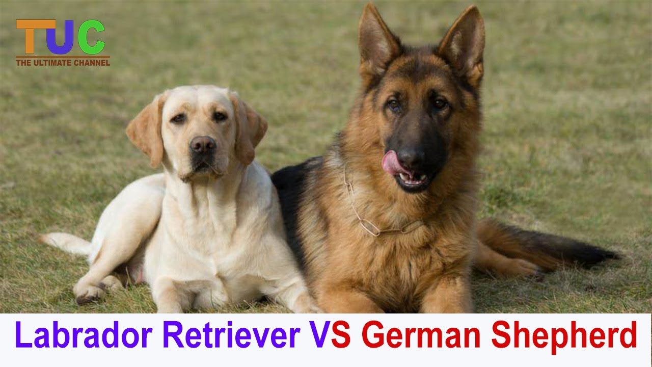 Labrador VS German Shepherd Funny Fight | Funny Dog | The Ultimate ...