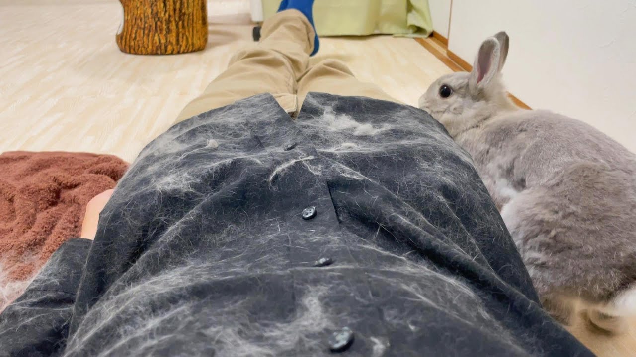 うさぎさんを落ち着かせるためにお腹の上でブラッシングをした代償 Youtube