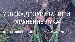 Уборка, дозаривание, хранение лука