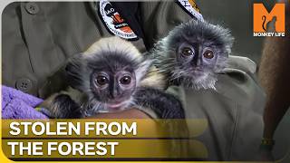 A Race Against Time to Save Two Traumatized Baby Primates | Monkey Life | Season 17 Episode 10