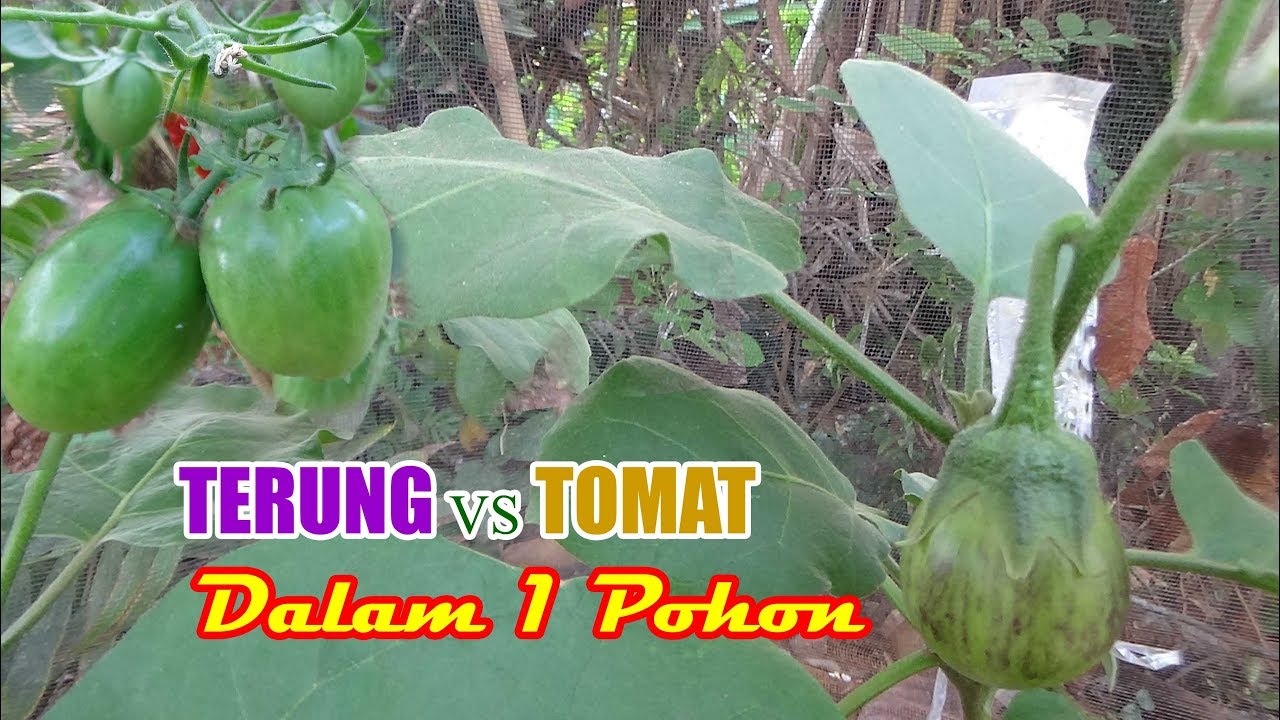 Rekayasa Tanaman UNIK Tanaman Tomat dan Terong dalam Satu pohon Ini Hasilnya