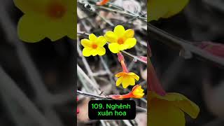 Cây thuốc quý #dongy #vithuoc