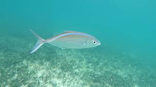 Cozumel snorkeling during Shiprocked 2019