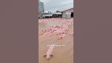 Chạnh lòng khoảnh khắc đàn heo kêu cứu mùa lũ lụt #shorts #yannews #tintuc