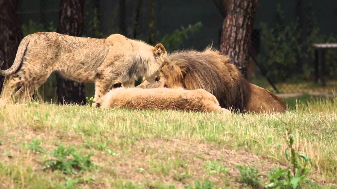 youtube beekse bergen safari park