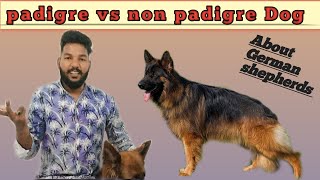 pedigree vs non pedigree doggerman shepherd pedigree vs non pedigree