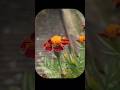 Peaceful garden Vibes #song#cinematic#phone camera