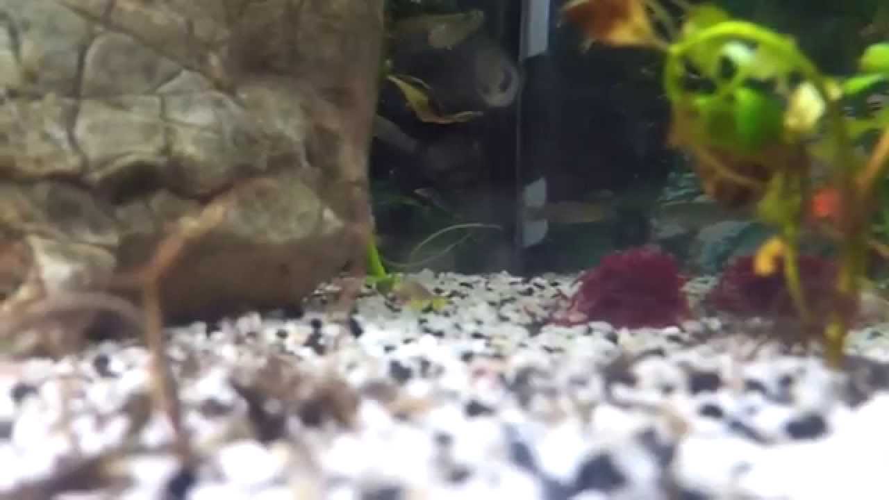 les poissons de mon aquarium 3 donne des vers de vase (nourriture