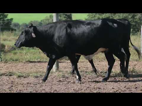 LOTE 79 1022