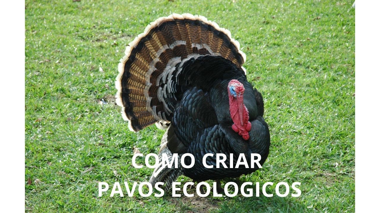 COMO CRIAR PAVOS EN CASA ECOLÓGICO YouTube