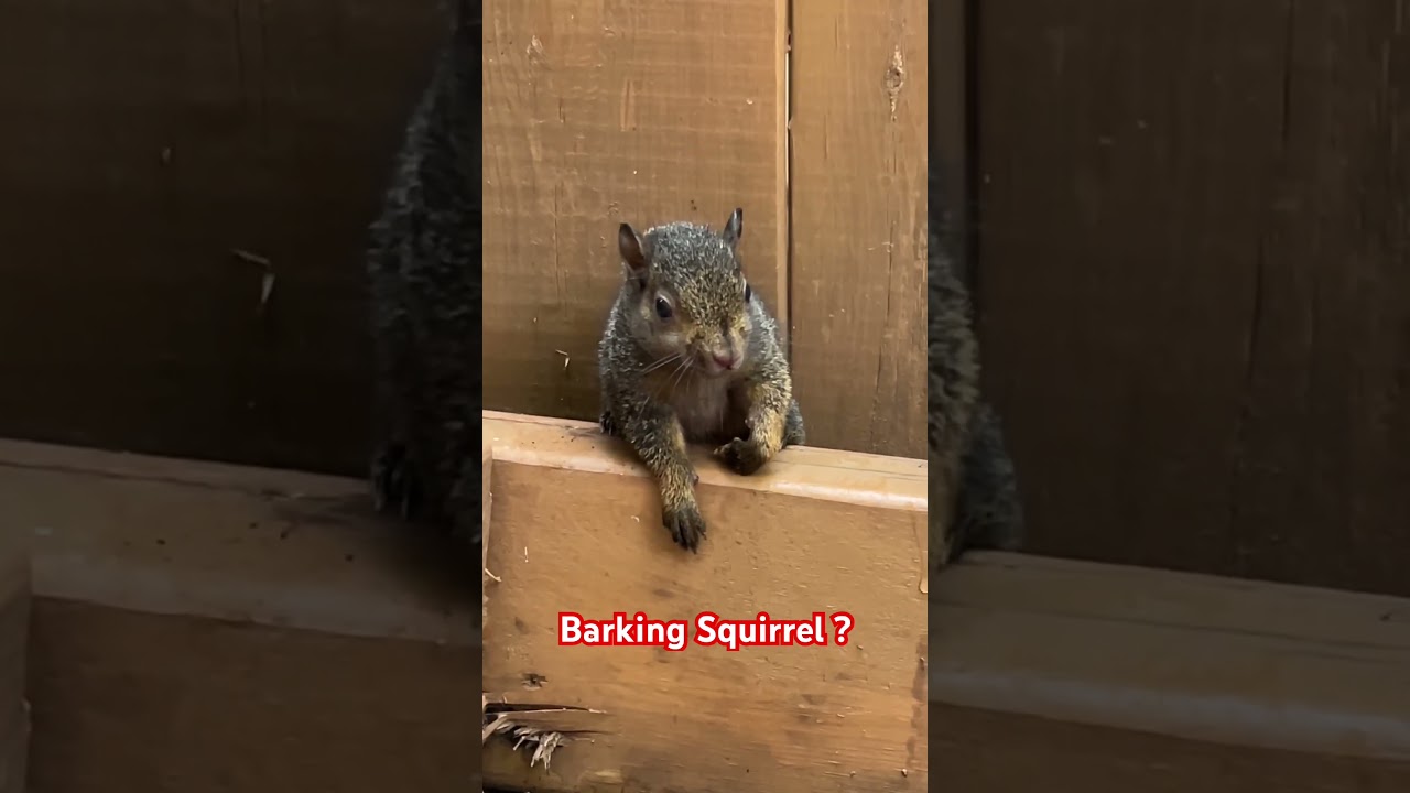 Barking Squirrel ?