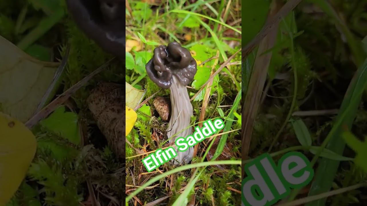 Helvella lacunosa commonly known as Elfin Saddle