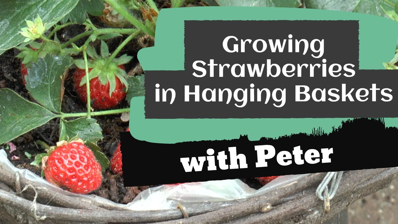 Growing Strawberries In Hanging Baskets | Garden Ideas | Peter Seabrook