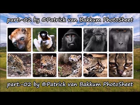 part.-02 by ©Patrick van Bakkum PhotoSheet