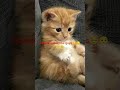 Small creator reveal best way to grow #cat