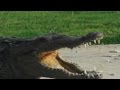 Crocodiles Tour on the Black River Jamaica
