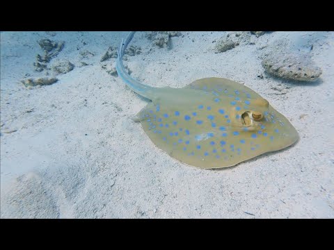 Gamul Soraya & Gamul Kebir, Safaga, Egypt, 07.02.2026, Dive #68 & 69