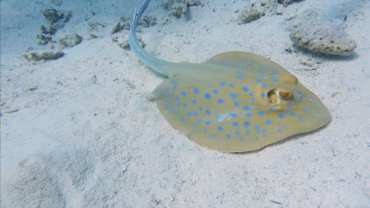 Gamul Soraya & Gamul Kebir, Safaga, Egypt, 07.02.2026, Dive #68 & 69