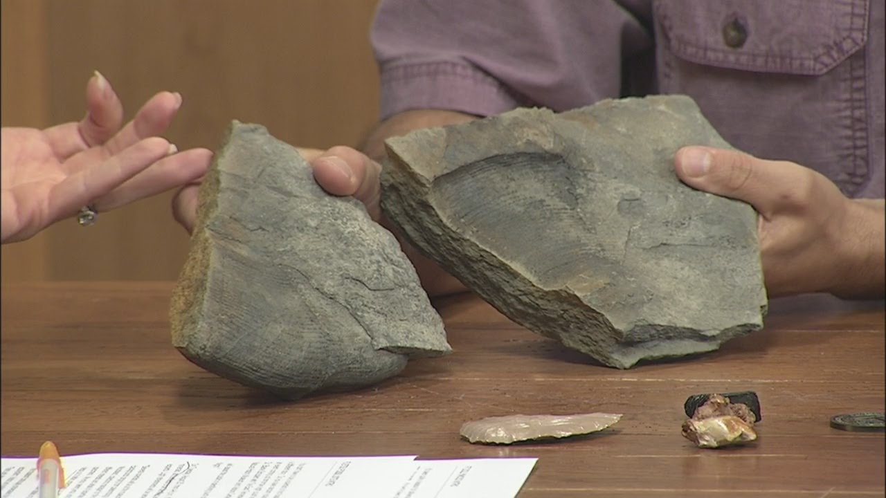 Tennessee Professor Helps ID Prehistoric Crocodile Species