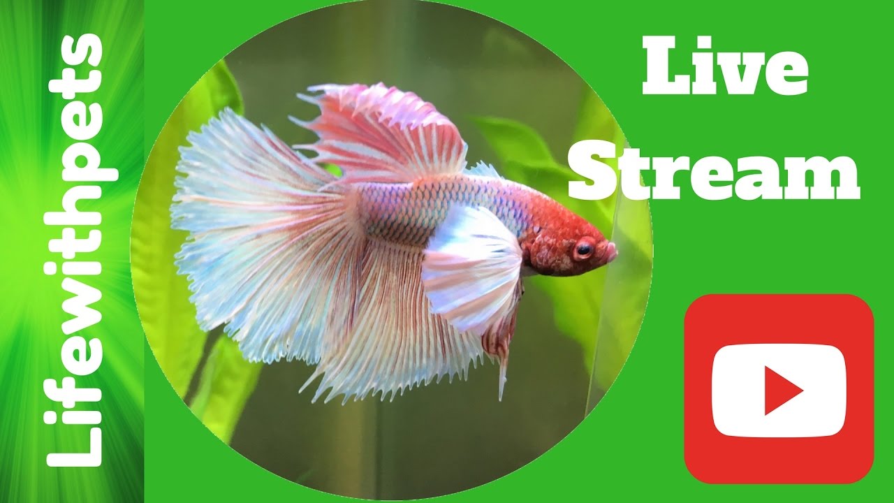 aquarium plants Lifewithpets First Live Stream Q&A.