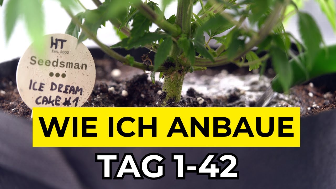 Samen bis Ernte - Tag 1-42 l Sämling & Wachstumsphase l Mars Hydro 150 x 150 Growzelt Komplettset