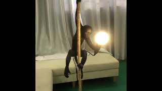 Светильник обезьяна с лампочкой на канате | Ru.mai-he-mai.com