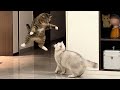 Hilarious Reactions Of Cats And Other Animals You Must Watch Today !🤣 | Try Not To Laugh !😺