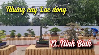 SH.8914. Đi ngắm những cây lạc dòng ở triển lãm Ninh Bình 2024.