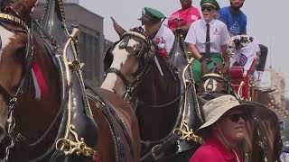 Clydesdales circle Wrigley Field for ‘Folds of Honor’