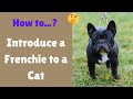 Are French Bulldogs Good with Cats? How to Introduce a French Bulldog to a Cat?