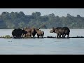 काजीरंगा राष्ट्रीय उद्यान: दुनिया के विख्यात एक ‘सींग वाले गैंडे का घर। [Kaziranga]—Hindi Video—EP#6