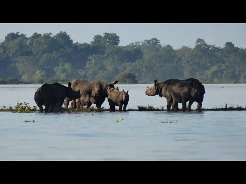 वीडियो: सुमात्रा में राष्ट्रीय उद्यानों के लिए पूरी गाइड