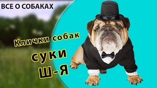 Клички собак. Суки. Ш-Я.(, 2017-01-09T10:00:09.000Z)