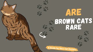 Brown Cats Are Brown Cats Really Rare?