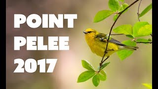 Bird Photography at Point Pelee [ 2017 ] - Day 2!