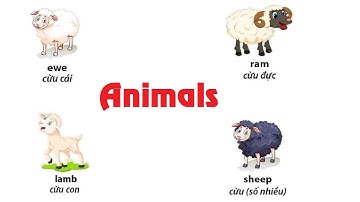 Từ Vựng Tiếng Anh Về Động Vật Khi Còn Nhỏ | Đực | Cái | Animals