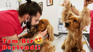 CENTİLMEN KÖPEK PATRICK!  Kulaklarına Fön Çekmişmiş!  #TheVet