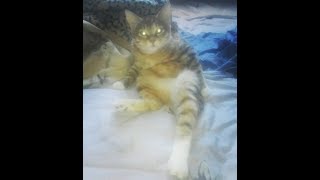 Кошка Курильский бобтейл, как собака исполняет команду Апорт🐕😸🐾 Кошка Курильский бобтейл, как собака исполняет команду Апорт🐕😸🐾