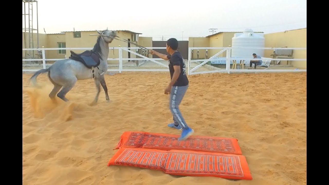 مهم جدا -  تدريب الخيل على تقبل الاشياء التي تخاف منها 