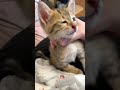おもしろドジ動画 #猫のいる暮らし