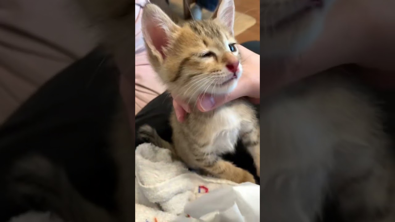 おもしろドジ動画 #猫のいる暮らし
