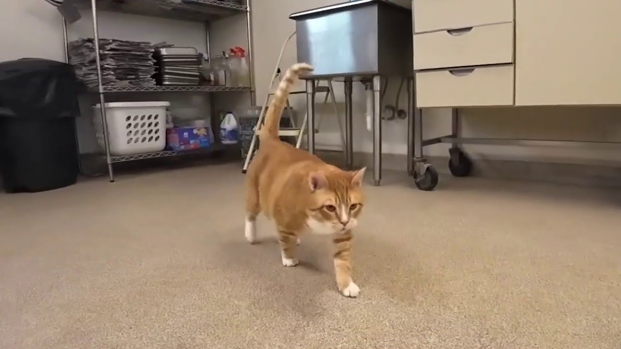 Danville Area Humane Society upping support for local pet owners