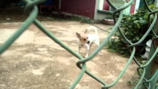 ชิวาว่า ตัวเล็กแต่เห่าเสียงน่ารักเชียว Chihuahua(Thailand) barking lovely.