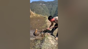 Ingenious Fishing Technique!  Catching Fish with a Unique Net