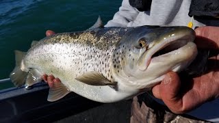 10 LB. BROWN TROUT, NIAGARA BAR, LAKE ONTARIO, Dodging the Mid-Winter Skunk