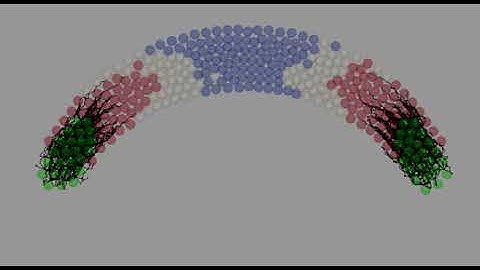 Simulating the role of cytonemes in the developing zebrafish brain