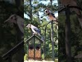 Adult Blue Jay Introduces Youngster to Our Feeder! Sit side by Side! | A Special Moment